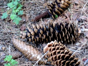 pine-cones