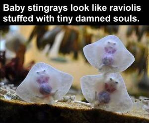 baby_stingrays