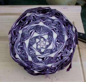 cabbage