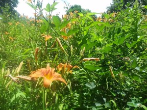 daylily1