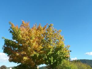 fall_oct7_2
