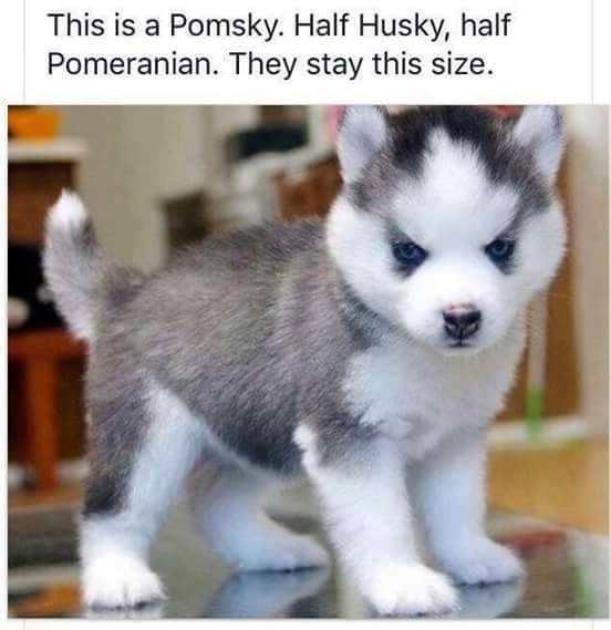cute_pomski