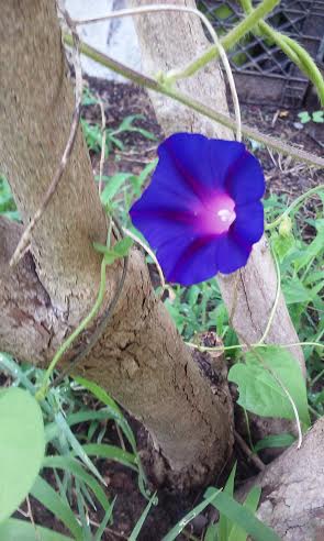 morningglory1