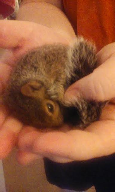 baby_squirrel1
