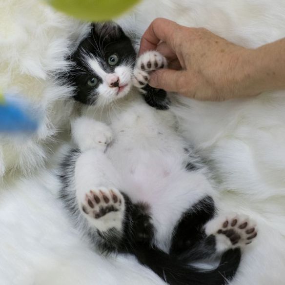 polydactyl_kitten