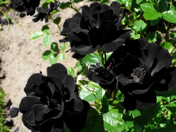 blackroses1