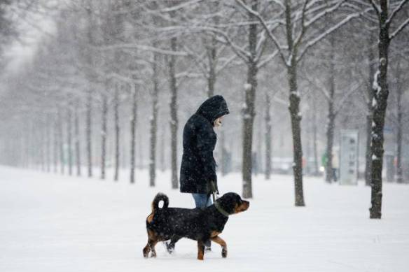 dog-walking-in-snow