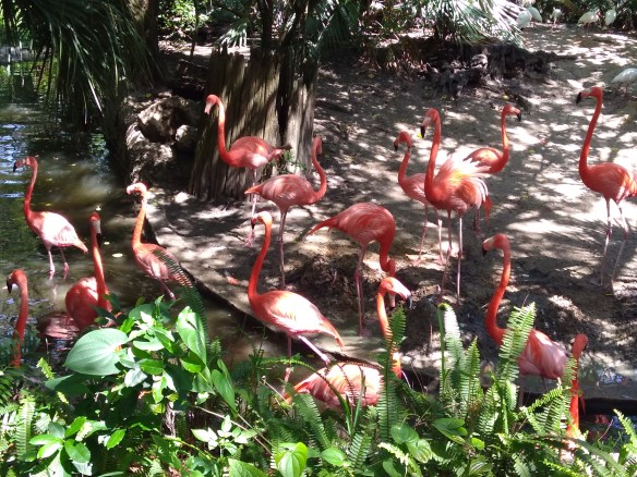 flamingos