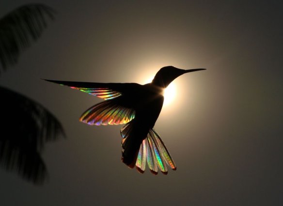 hummingbird1
